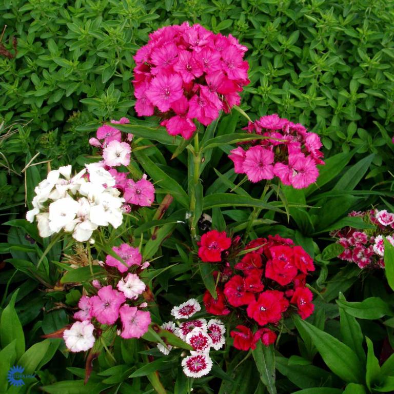 DIANTHUS BARBATUS