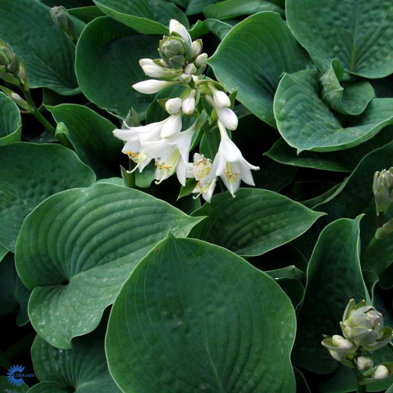 Hósta hýbrid  'Empress Wu'