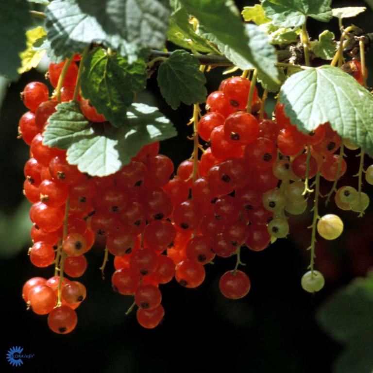 RIBES rub. 'ROSETTA' C5