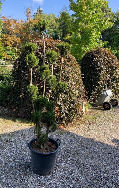 TAXUS HICKSII