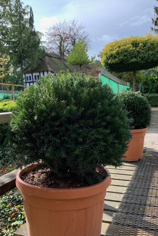 TAXUS BACCATA