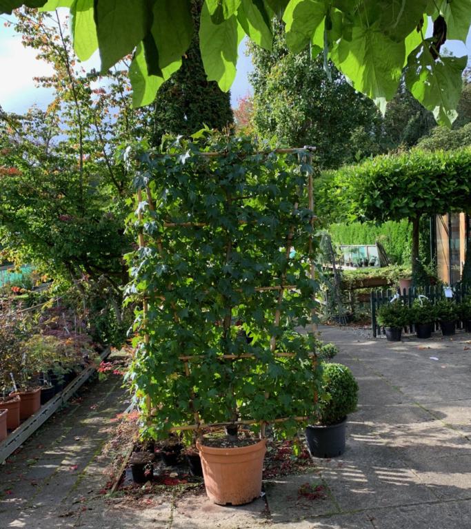 LIQUIDAMBAR STYRACIFLUA