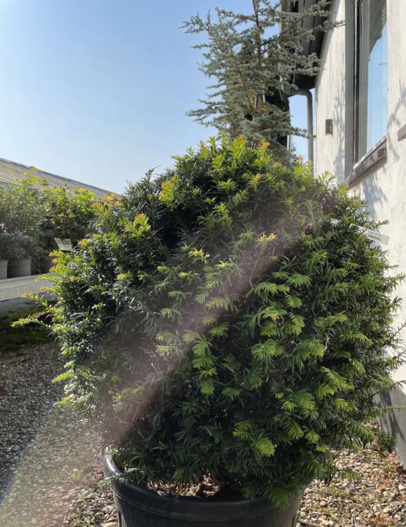 TAXUS BACCATA