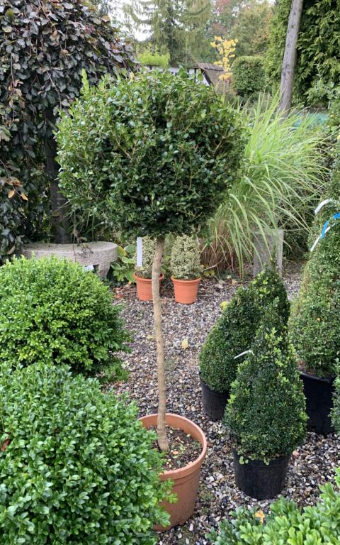 BUXUS MICROPH. 'FAULKNER'