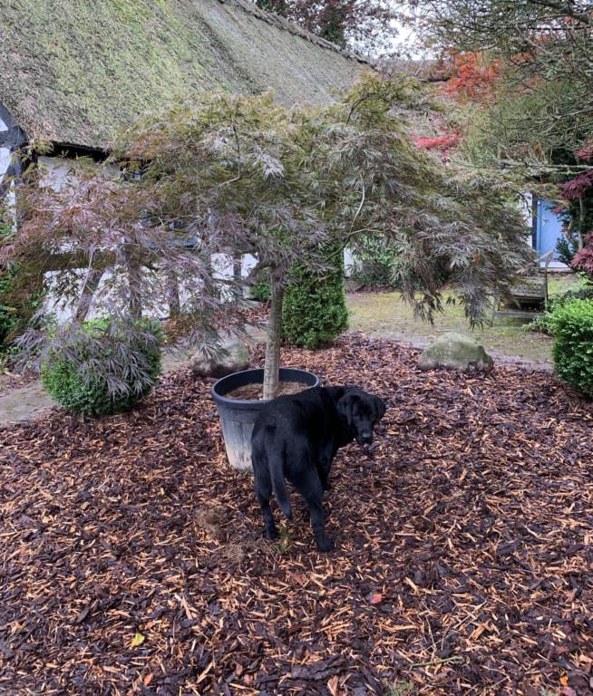 ACER PALMATUM 'ORANGEOLA'
