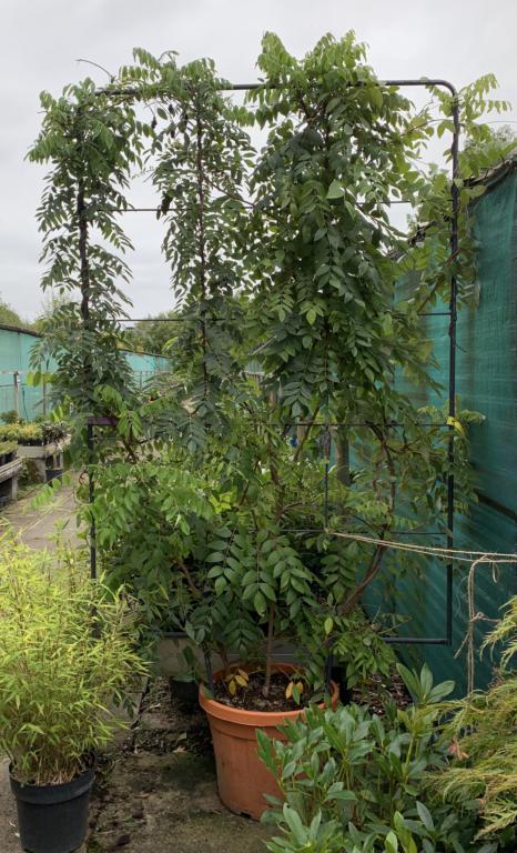 WISTERIA SPP. SKÆRM 180 X 120