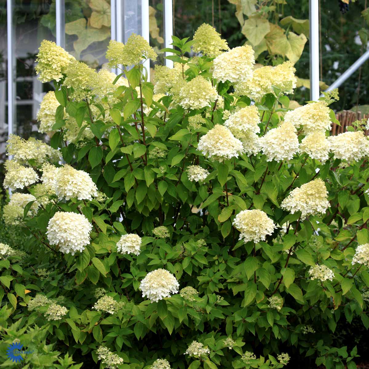 HYDRANGEA pan. 'LIMELIGHT'®