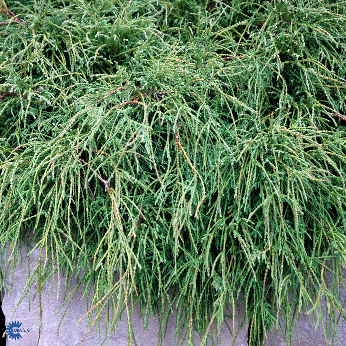 CHAMAECYPARIS PIS. 'FILIFERA NANA'