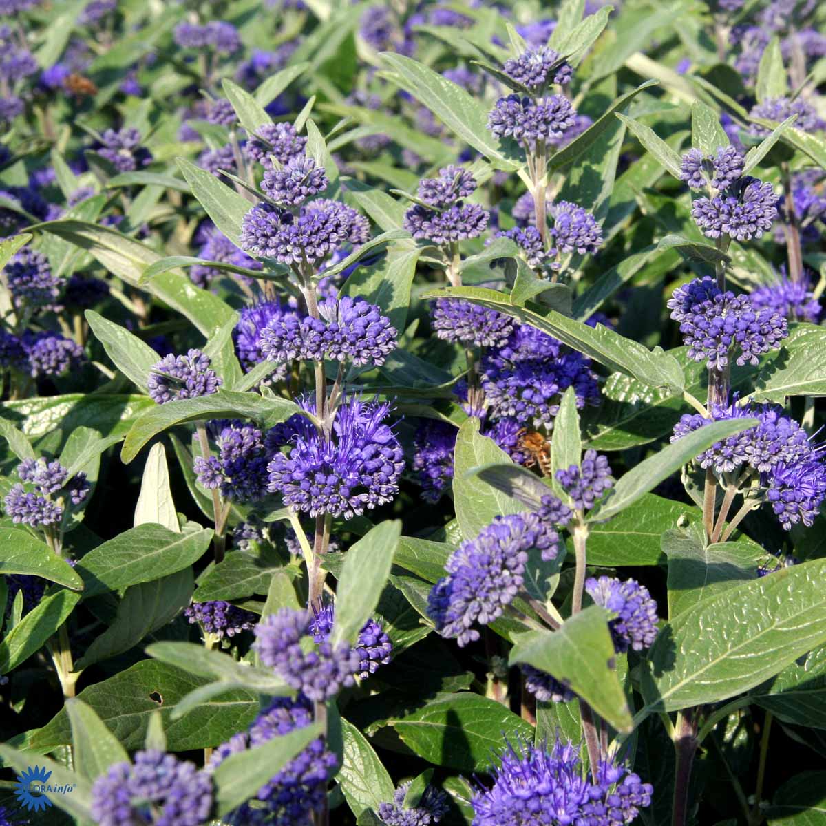 CARYOPTERIS 'DARK KNIGHT'