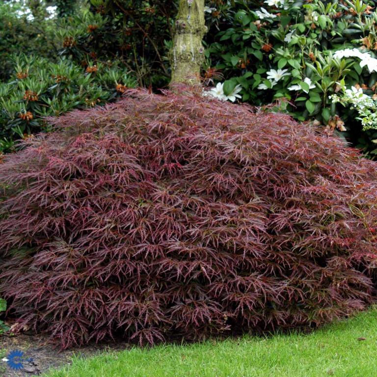ACER PALMATUM 'GARNET'