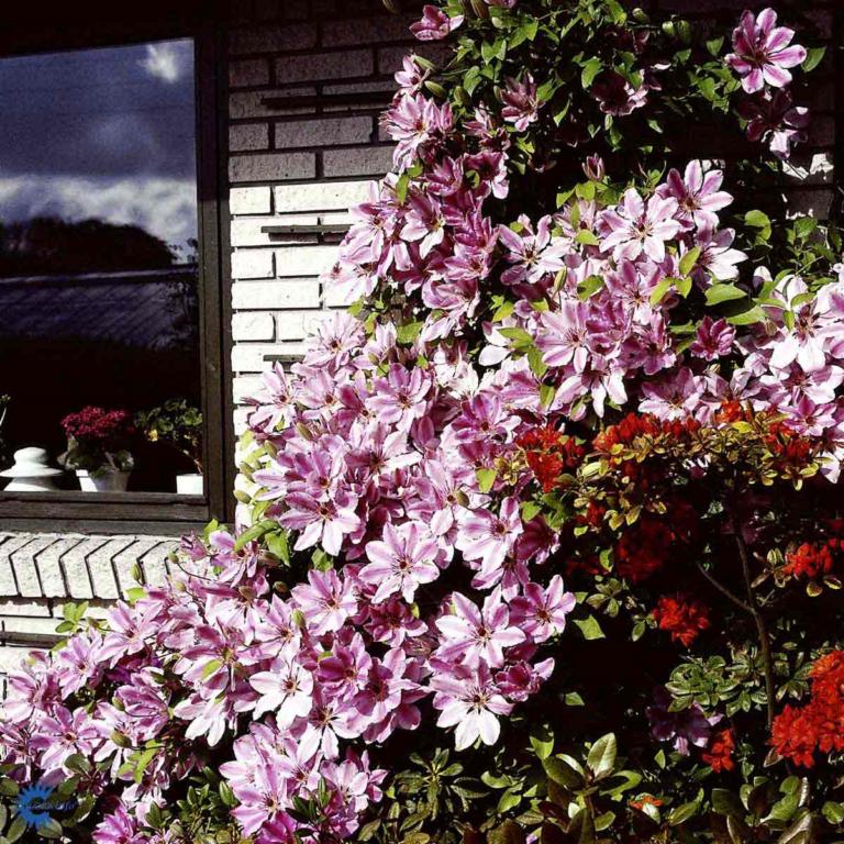 CLEMATIS 'NELLY MOSER'