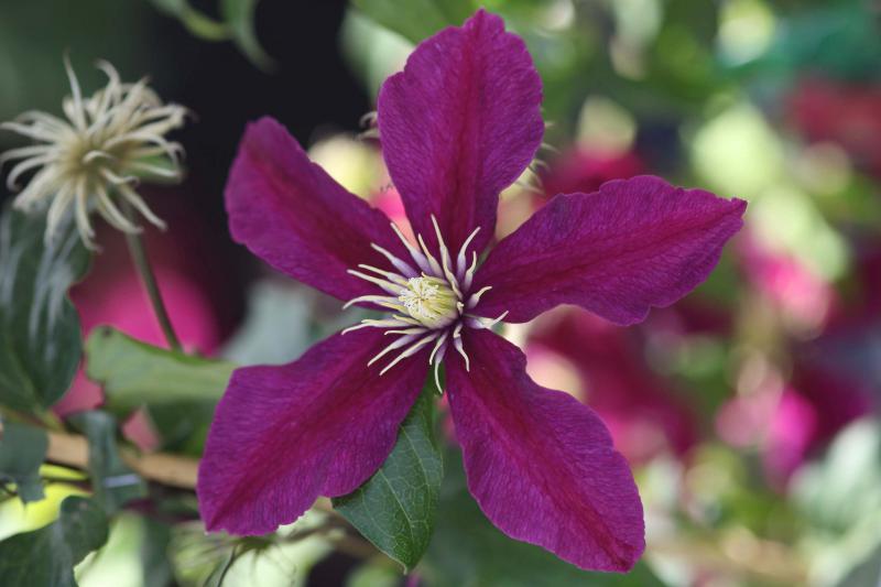 CLEMATIS 'NIOBE'