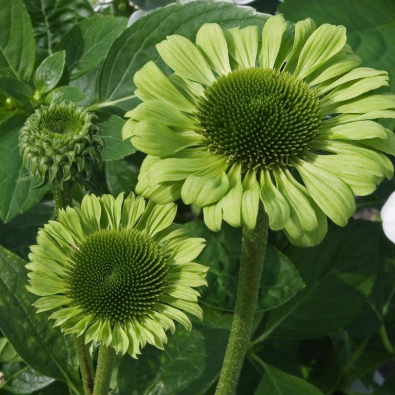 Echinacea 'Green Jewel'®