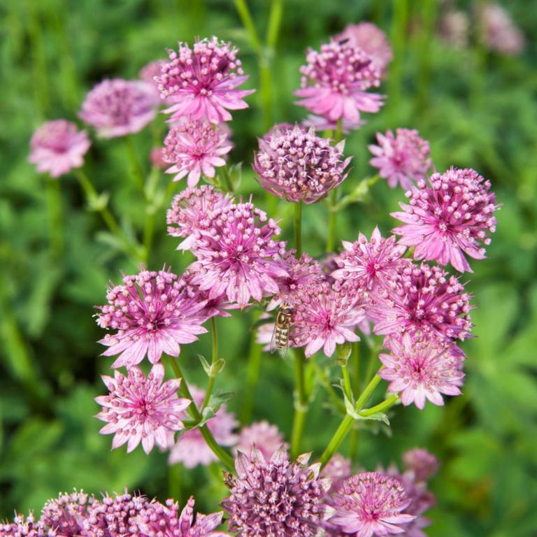 Astrantia major 'Roma'® 2L