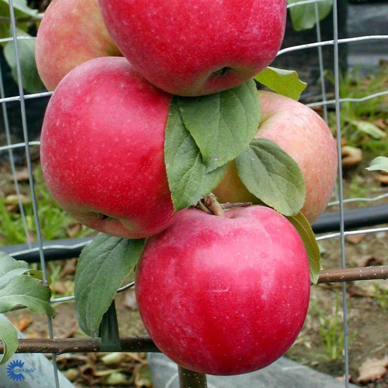 ÆBLE RØD ANANAS