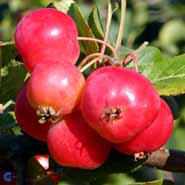 MALUS 'RED SENTINEL'