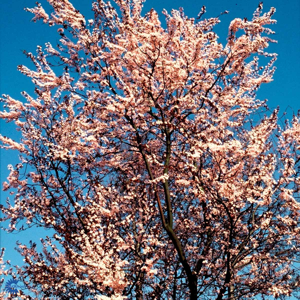 PRUNUS CERASIFERA 'NIGRA'