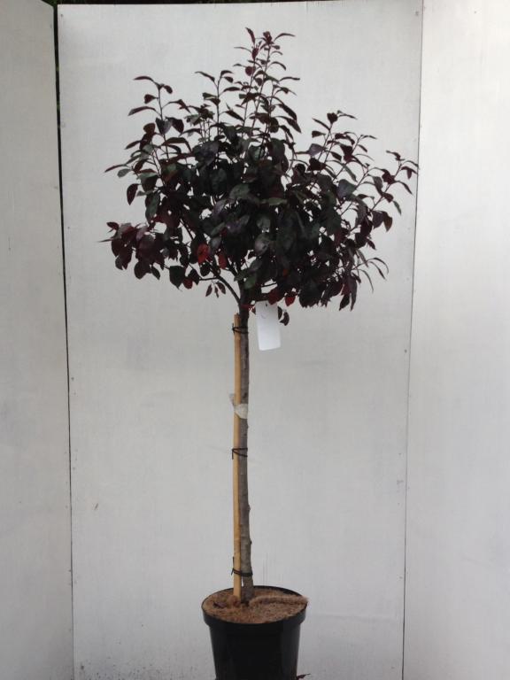 PRUNUS CISTENA