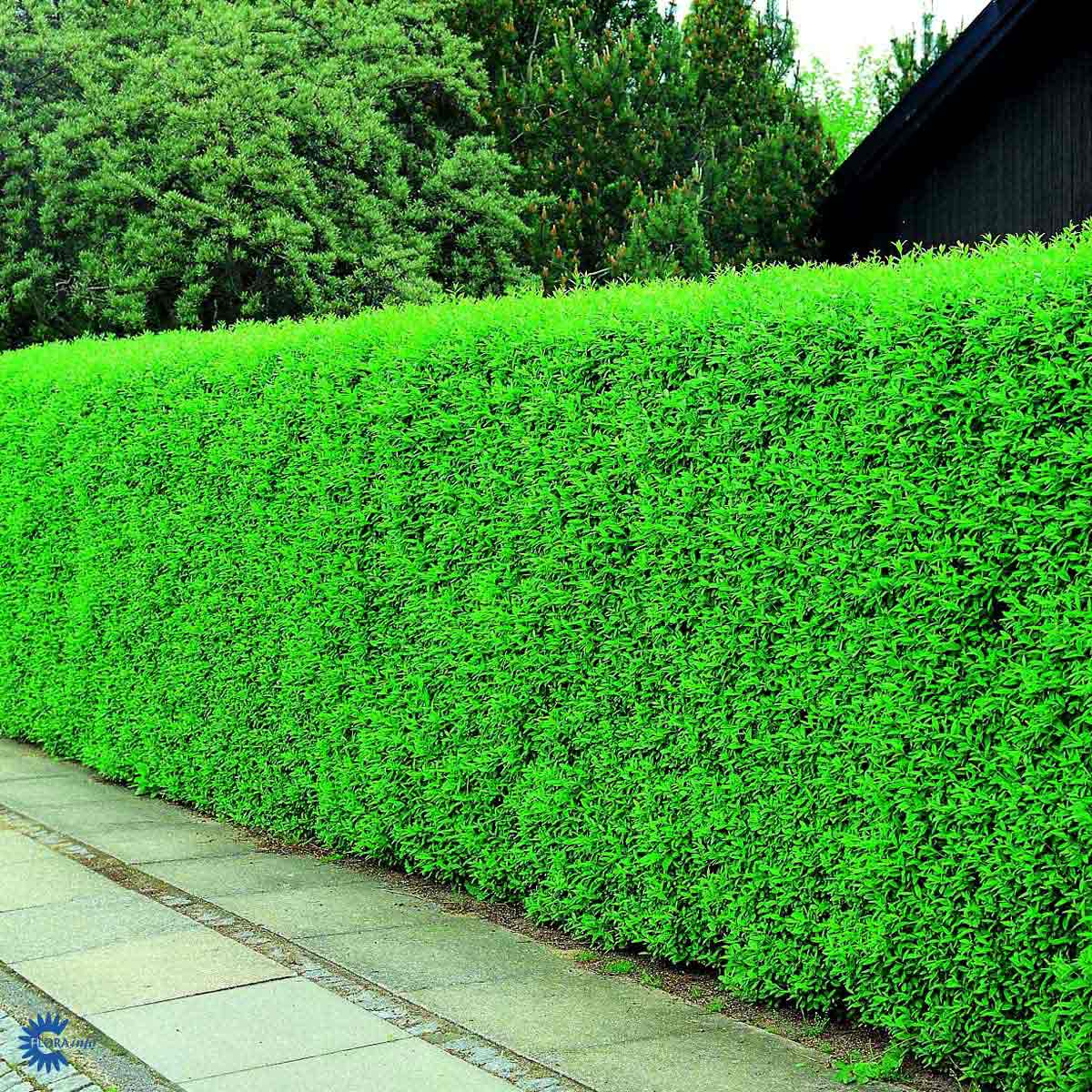 LIGUSTRUM VULG. 'LIGA'