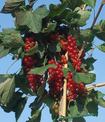 ROVADA RIBES RUBRUM