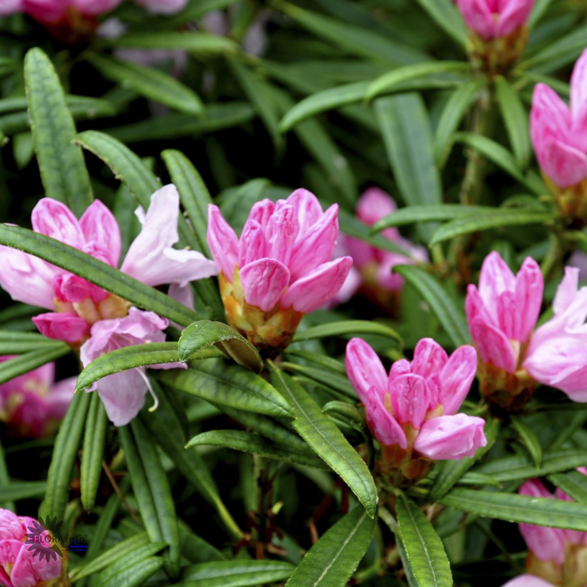 RHODODENDRON 'MAKIYAK' - VILDART