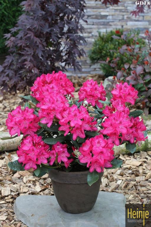 RHODODENDRON NOVA ZEMBLA