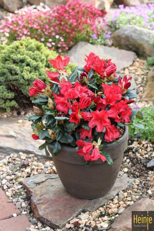 RHODODENDRON DVÆRG 'SCARLET WONDER'