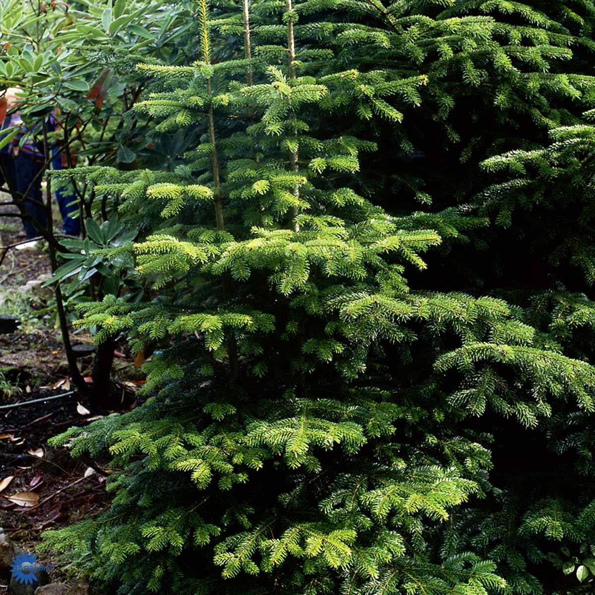 ABIES NORDMANIANA