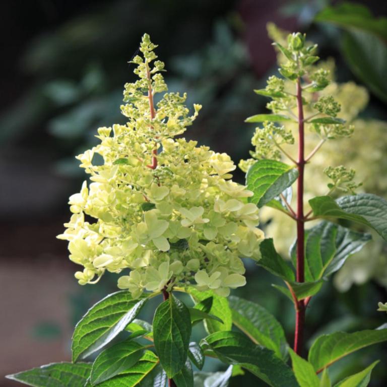 HYDRANGEA pan. 'PINKY WINKY' ®