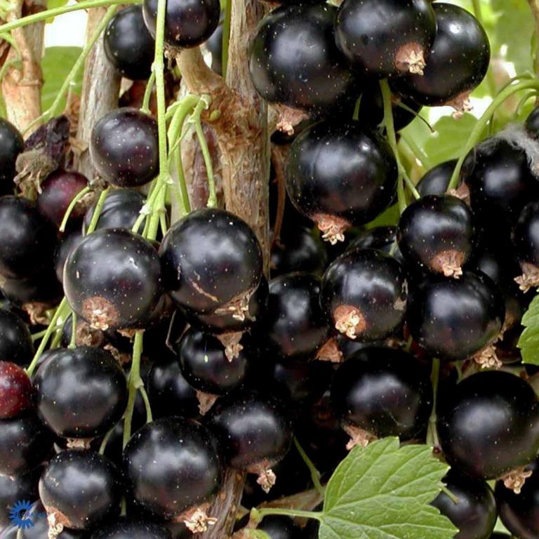 RIBES nig. 'BIG BEN'