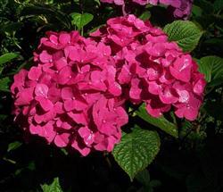 Hydrangea m. 'Masja'