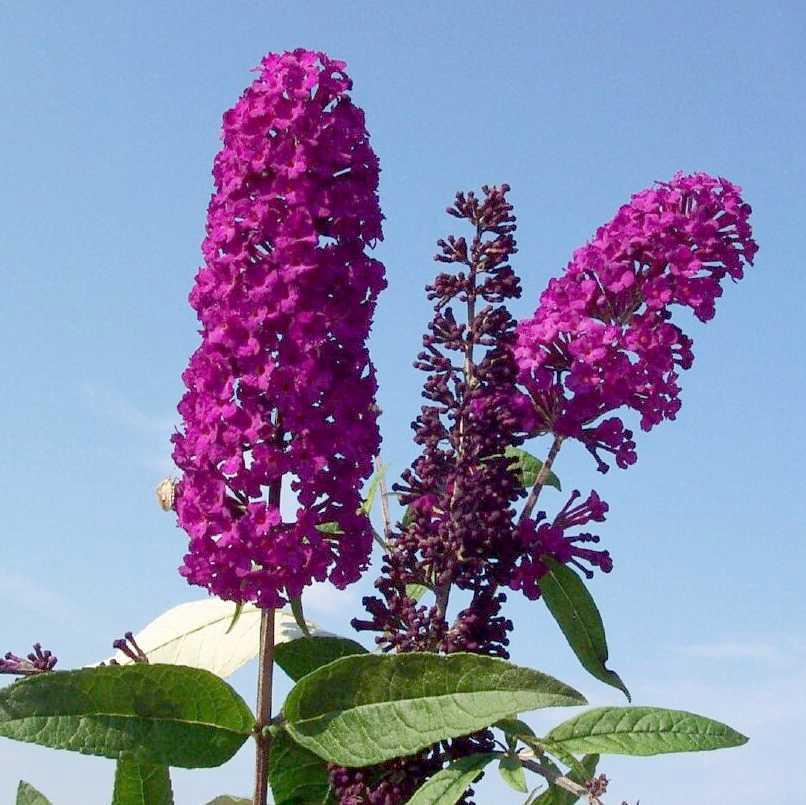 Buddleia d. 'Royal Red'