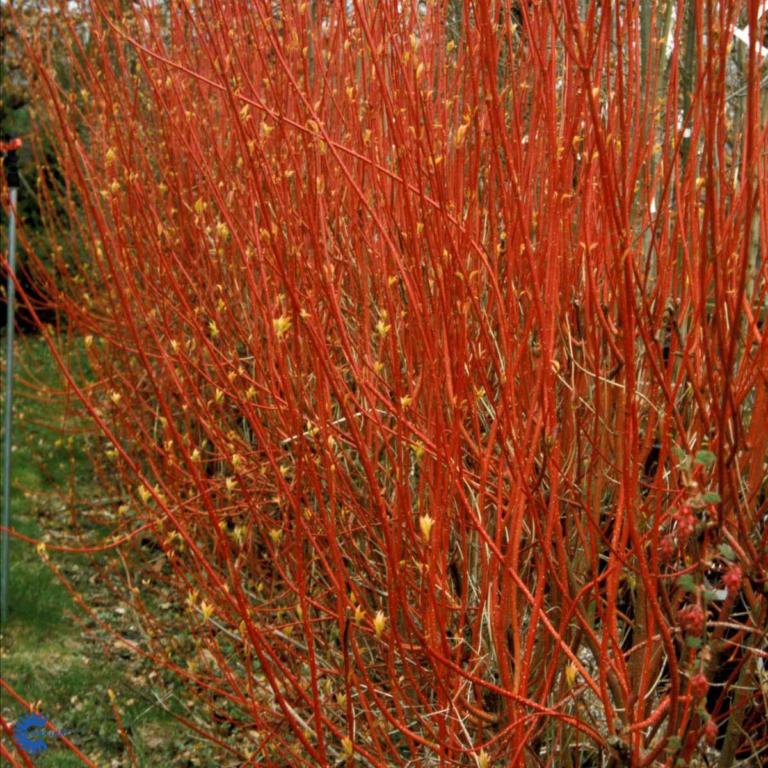 CORNUS alba 'SIBIRICA'