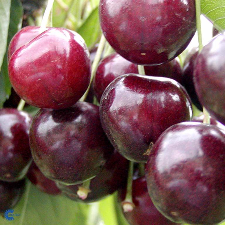 KIRSEBÆR 'STELLA'
