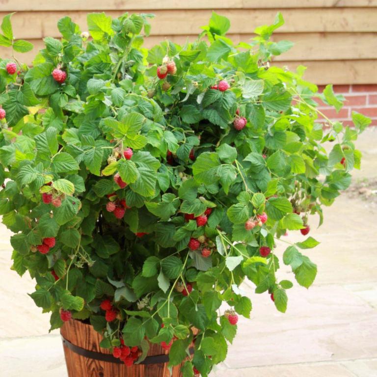 RUBUS idae. RUBY BEAUTY™ C2