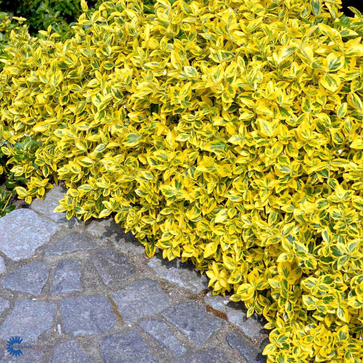 Euonymus f. 'Emerald Gold'