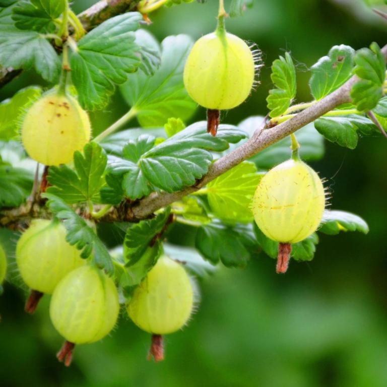 RIBES uva cri. 'TATJANA'