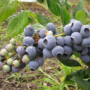 BLÅBÆR 'BLUE CROP'