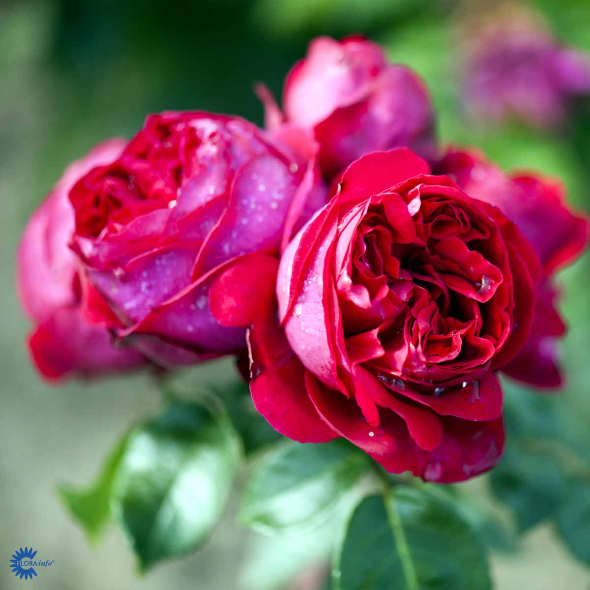 ROSA 'RED WILLESTRUP'