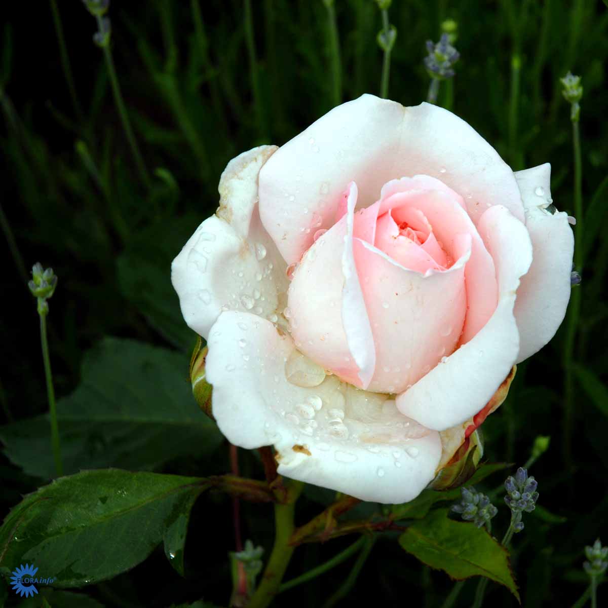 ROSA 'CLAIR RENAISSANCE' ®
