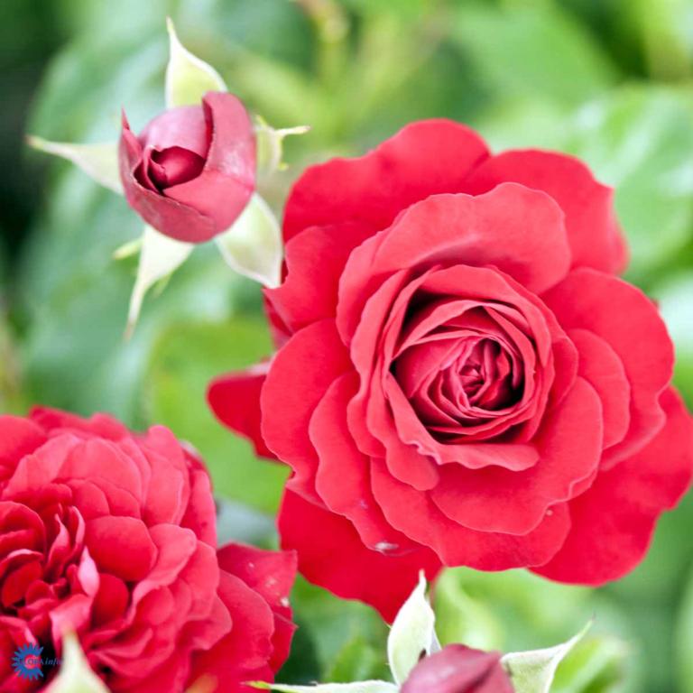 Grand Award™ Impuls