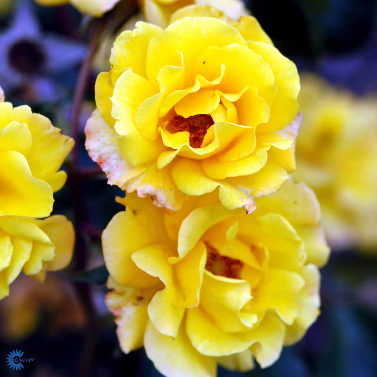 ROSA 'GOLDMARIE 82' ®