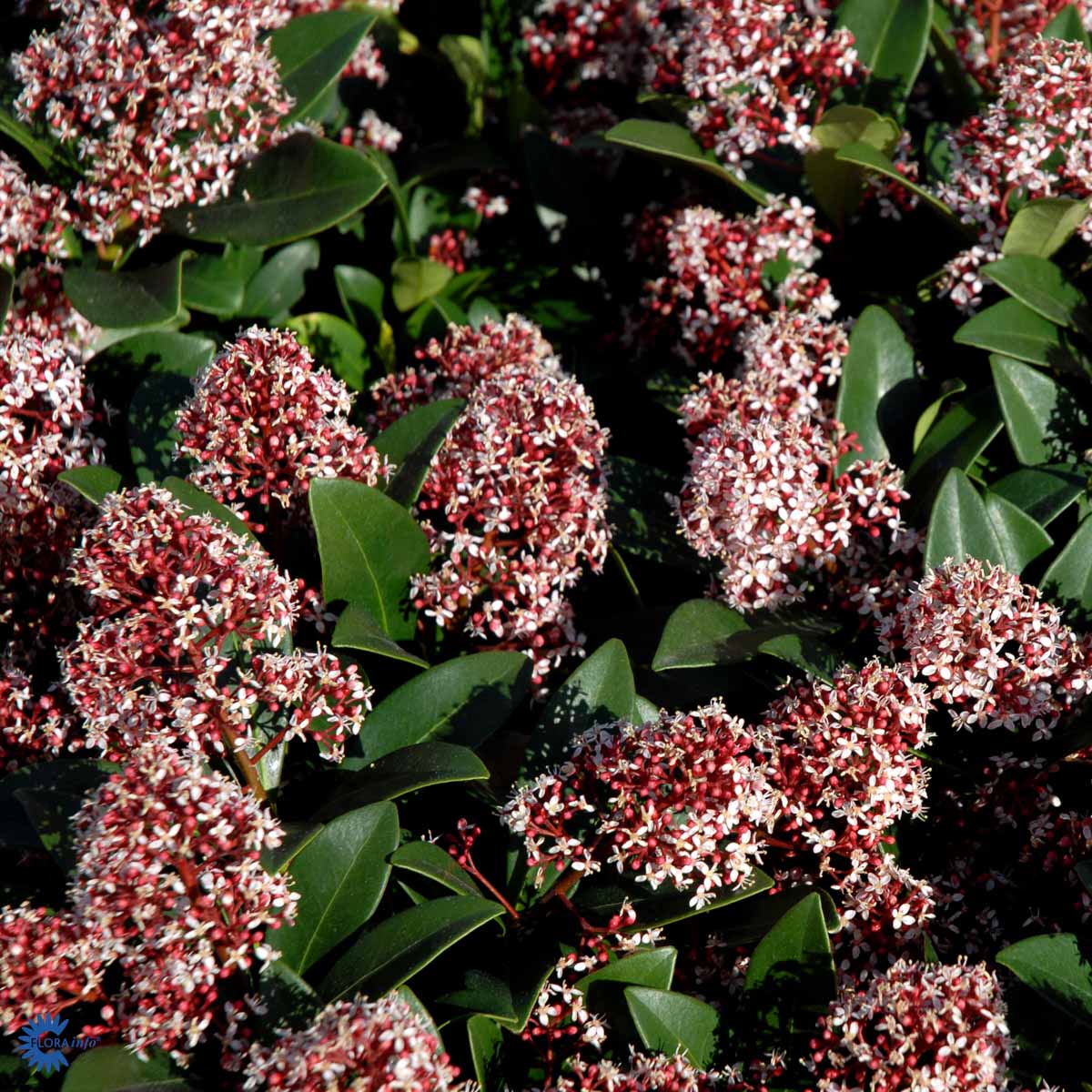 SKIMMIA JAPONICA 'RUBELLA'