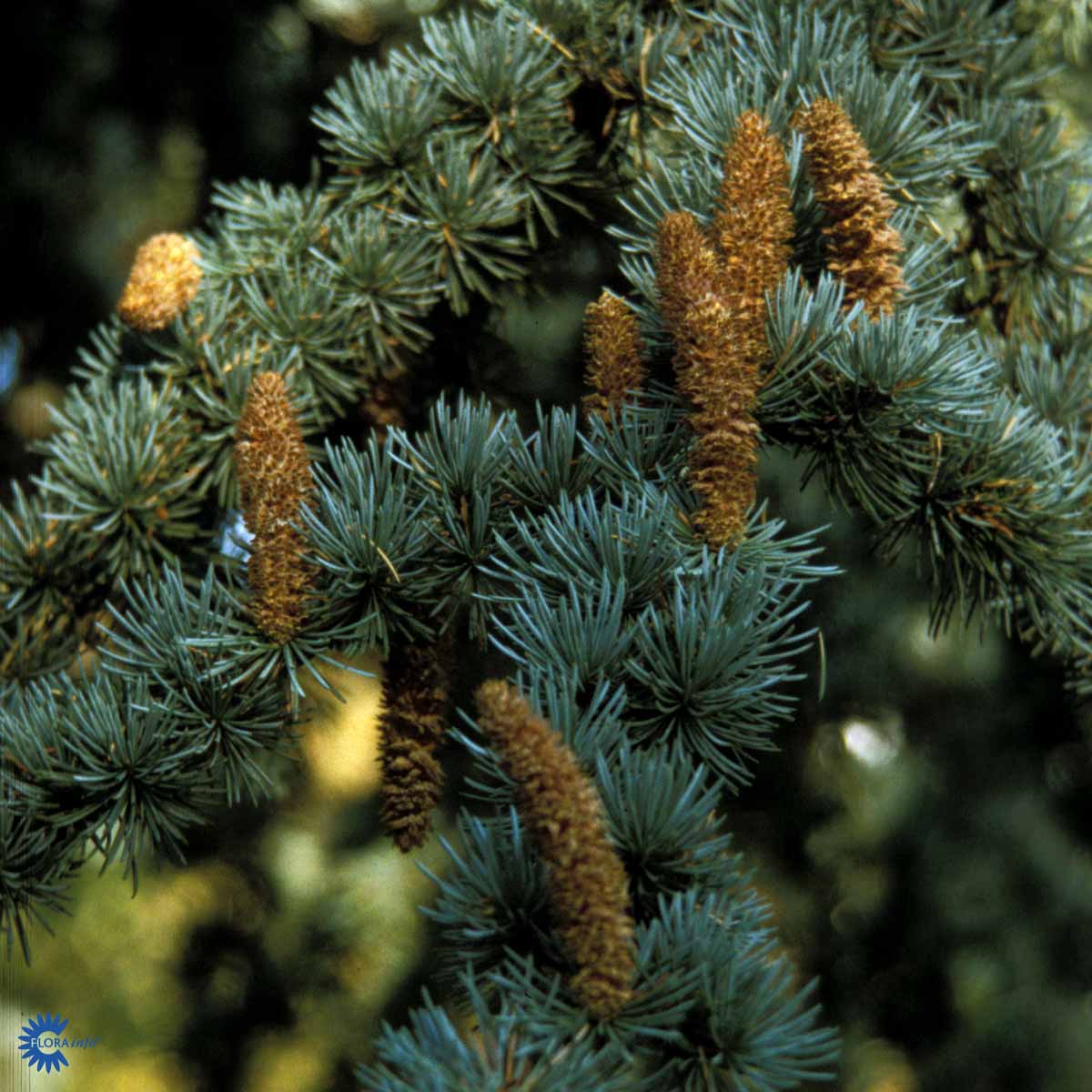 CEDRUS LIBANI 'GLAUCA'