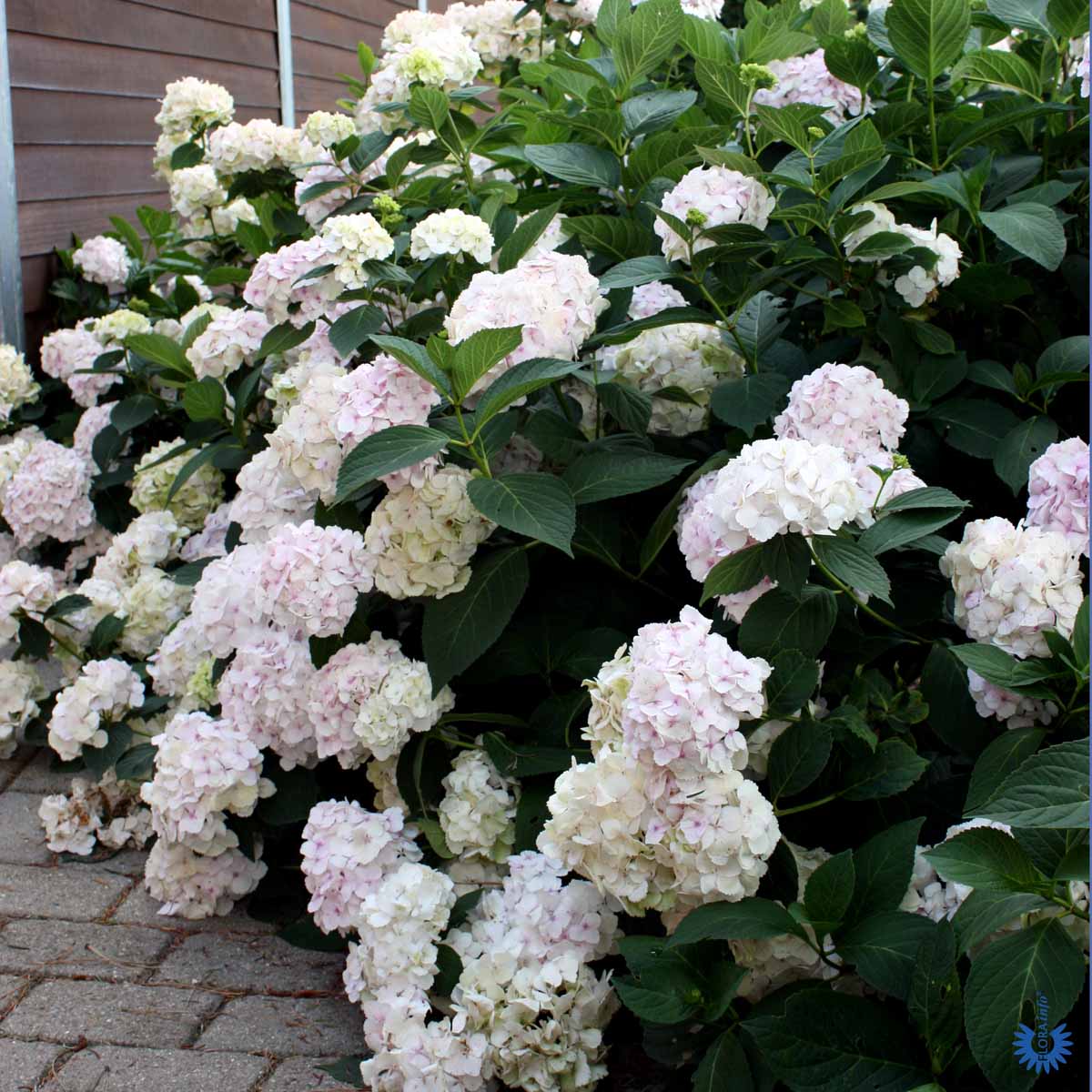 HYDRANGEA 'ALMA' ®