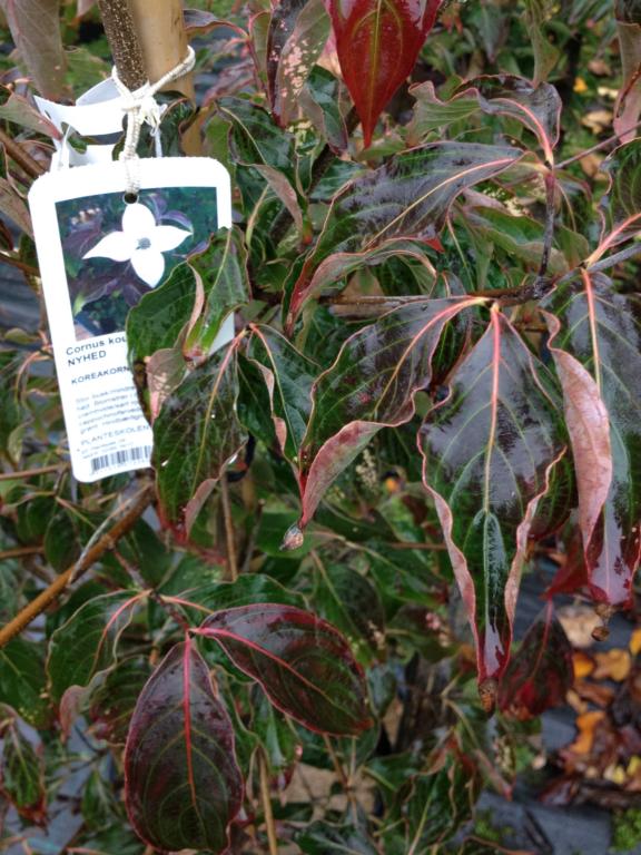 CORNUS KOUSA 'CAPPUCCINO'