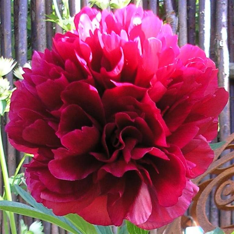 PAEONIA OFFICINALIS 'RUBRA PLENA'