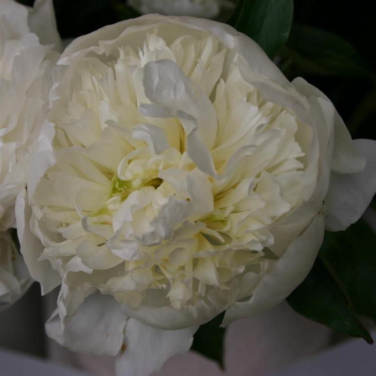 Paeónia lactiflóra  'Duchesse de Nemours