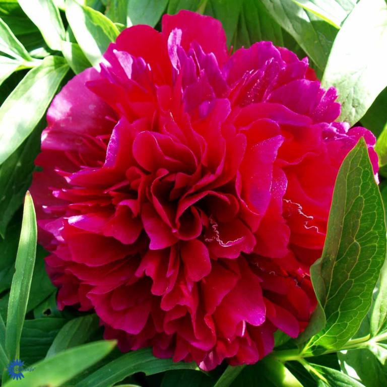 PAEONIA LACTIFLORA 'KARL ROSENFIELD'