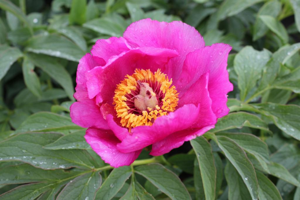 PAEONIA OFFICINALIS 'MOLLIS'